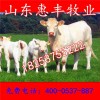 利木贊肉牛崽最近價(jià)格