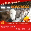育肥牛犢最近價(jià)格