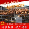 魯西黃最新價(jià)格