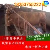 利木贊牛牛仔最低價(jià)格