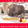 三元種牛