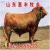西門達(dá)爾改良牛犢