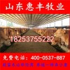 三元雜交牛肉牛最近價(jià)格