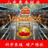 雜交三元雜交公牛
