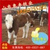 雜交利木贊改良牛