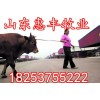 魯西黃牛肉牛最新價格