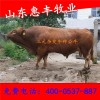 改良西門達爾牛小牛