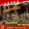 雜交三元雜交牛改良牛