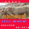 夏洛萊肉牛