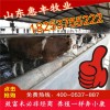夏洛萊牛改良牛犢最新價格