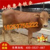 魯西黃牛公牛