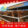 夏洛萊繁育母牛最近價格