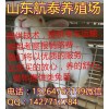 2018養(yǎng)肉兔賺錢嗎？養(yǎng)10只兔一年需要多少成本利潤