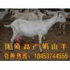 目前小尾寒羊價格Q