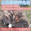 雜交野兔未來怎樣發(fā)展?淺析我國雜交野兔未來十年發(fā)展趨勢