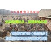 養(yǎng)殖50只雜交野兔一年能賺多少錢