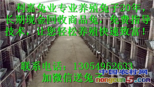 雜交野兔IMG_20161013_143824