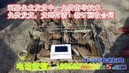 IMG_20161128_122936_副本