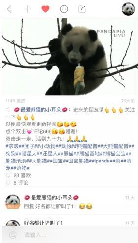 两只熊猫要送去芬兰了，这些萌宝快手老铁最爱看