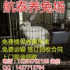 活肉兔價格多少錢一斤_肉兔價格多少錢一斤