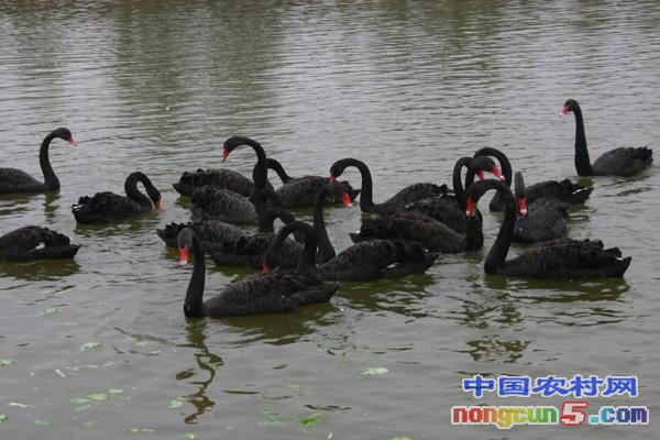 屏東縣一年藍(lán)孔雀多少錢一只
