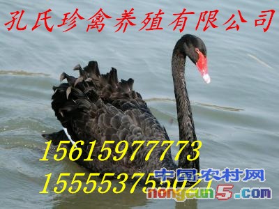 伊春什么地方有出售孔雀的出售價格