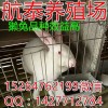 養(yǎng)1000只肉兔算上飼料投資多少錢