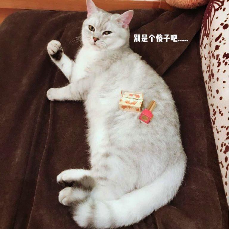 天猫真的找来了一群猫当模特，网友：买香水送猫吗？-天下网商-赋能网商，成就网商