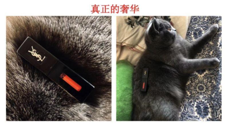 天猫真的找来了一群猫当模特，网友：买香水送猫吗？-天下网商-赋能网商，成就网商