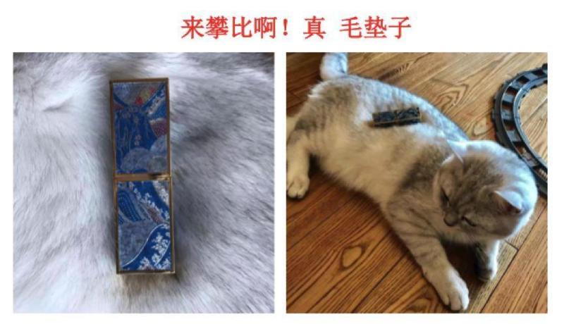 天猫真的找来了一群猫当模特，网友：买香水送猫吗？-天下网商-赋能网商，成就网商