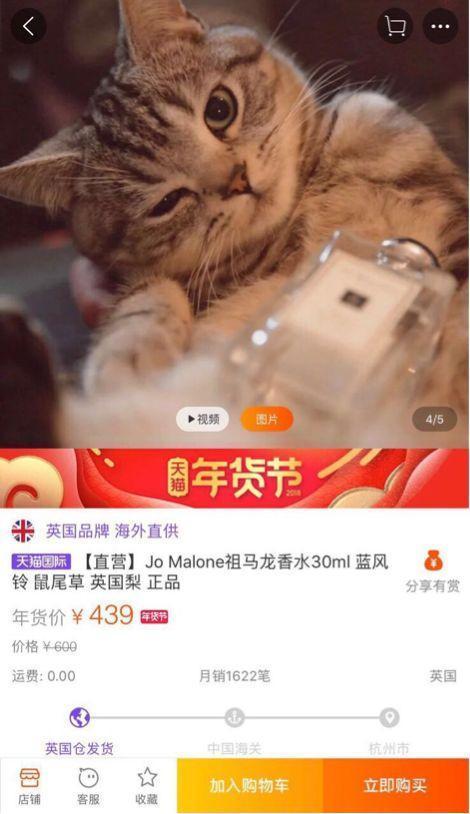 天猫真的找来了一群猫当模特，网友：买香水送猫吗？-天下网商-赋能网商，成就网商