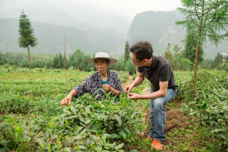 一年寻访全国100多座茶山，民间找茶人一或致力于寻找靠谱的茶农手作者