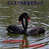 黔江孔雀什么地方有賣的什么地方有供應(yīng)小孔雀的