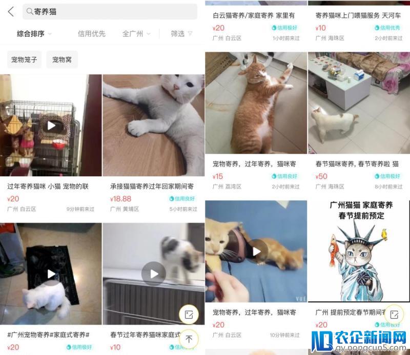 要回家过年了，你养的猫猫狗狗安置好了吗？