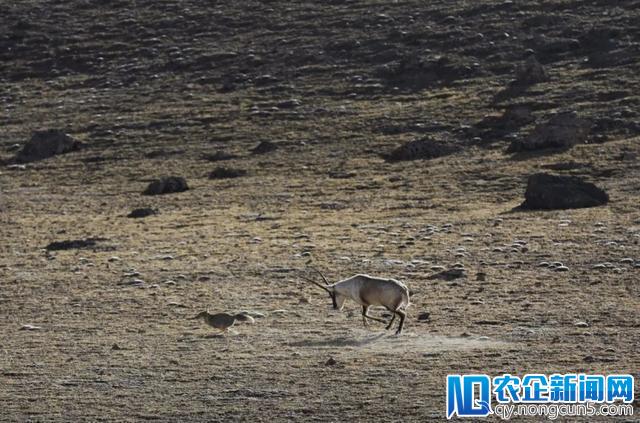 顶级吸猫！放弃华为高薪工作，他去西藏无人区做起“捡屎官”-天下网商-赋能网商，成就网商