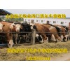 福建漳平市魯西黃牛養(yǎng)殖場