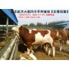 福建武夷山利木贊牛養(yǎng)殖場