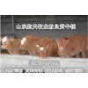 福建長樂市利木贊牛養(yǎng)殖場(chǎng)