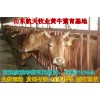福建漳平市西門塔爾牛養(yǎng)殖場(chǎng)