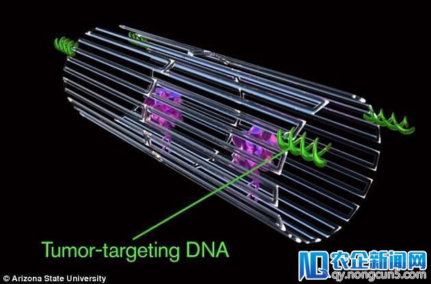 研究人员使用纳米机器人来杀死老鼠体内的肿瘤