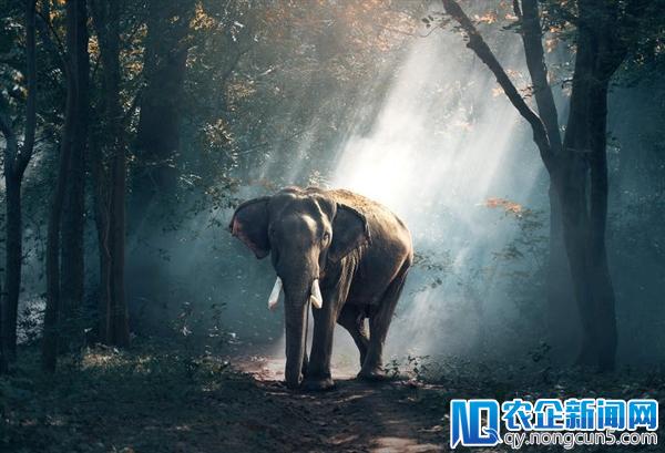 哺乳动物存续至今的金法则：体型越大越不易灭绝