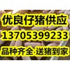 今日仔豬多少錢一斤最新仔豬價(jià)格走勢(shì)查詢