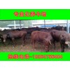 山東夏洛萊牛小牛苗價格