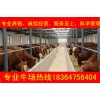 陜西改良利木贊牛牛犢價格