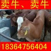 寧夏夏洛萊牛小牛犢價格