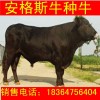 江西育肥牛牛苗價格
