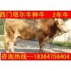 陜西育肥牛母牛價(jià)格
