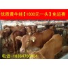 江蘇改良利木贊牛種牛牛苗價(jià)格