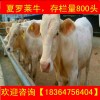 湖北魯西黃牛小牛苗價(jià)格