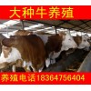 山西改良西門塔爾牛小牛犢價(jià)格